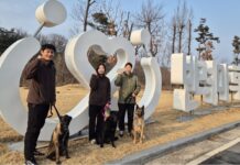 은퇴군견 3마리, 반려마루 여주에서 2회차 견생 준비 “새로운 가족을 찾아 주세요”