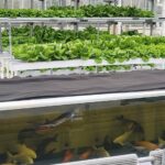 경기도농업기술원, ‘아쿠아포닉스 상추 친환경 관리 매뉴얼’ 발간