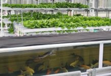 경기도농업기술원, ‘아쿠아포닉스 상추 친환경 관리 매뉴얼’ 발간