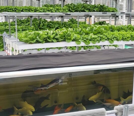 경기도농업기술원, ‘아쿠아포닉스 상추 친환경 관리 매뉴얼’ 발간